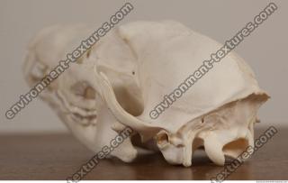 photo reference of skull 0038